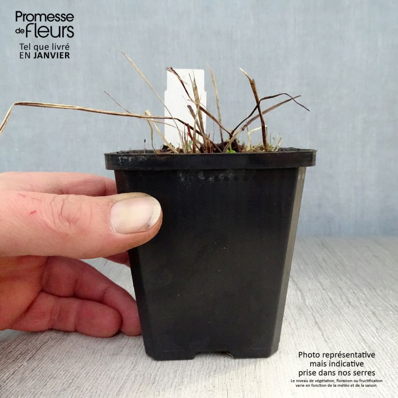 Geranio phaeum Samobor - Geranio vivaz Maceta de 8/9 cm Ejemplar entregado en invierno