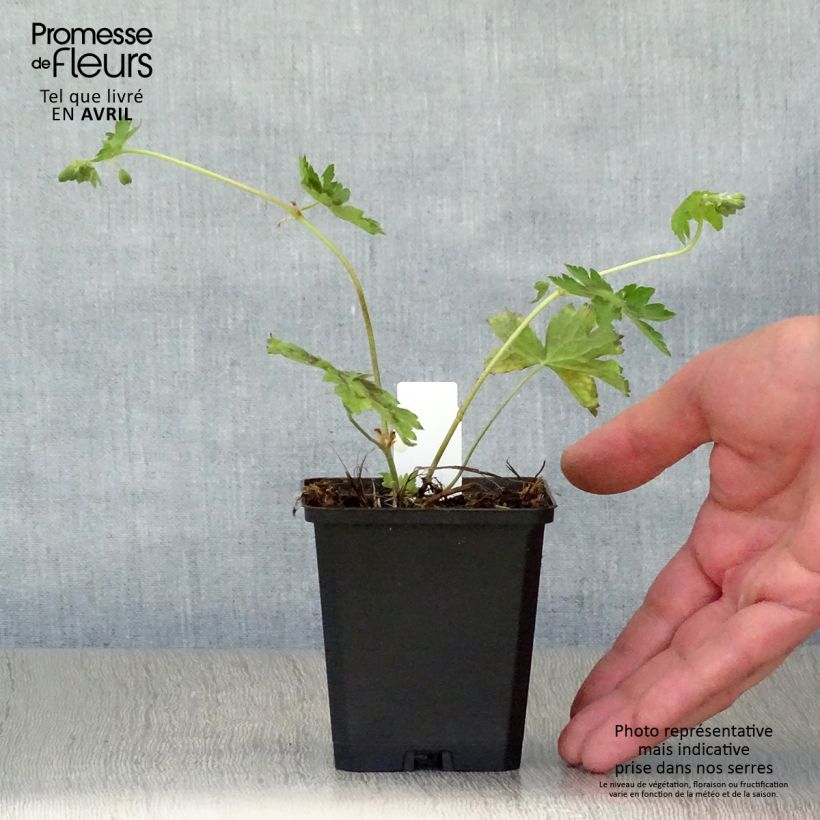 Geranio phaeum Samobor - Geranio vivaz Maceta de 8/9 cm Ejemplar entregado en la primavera