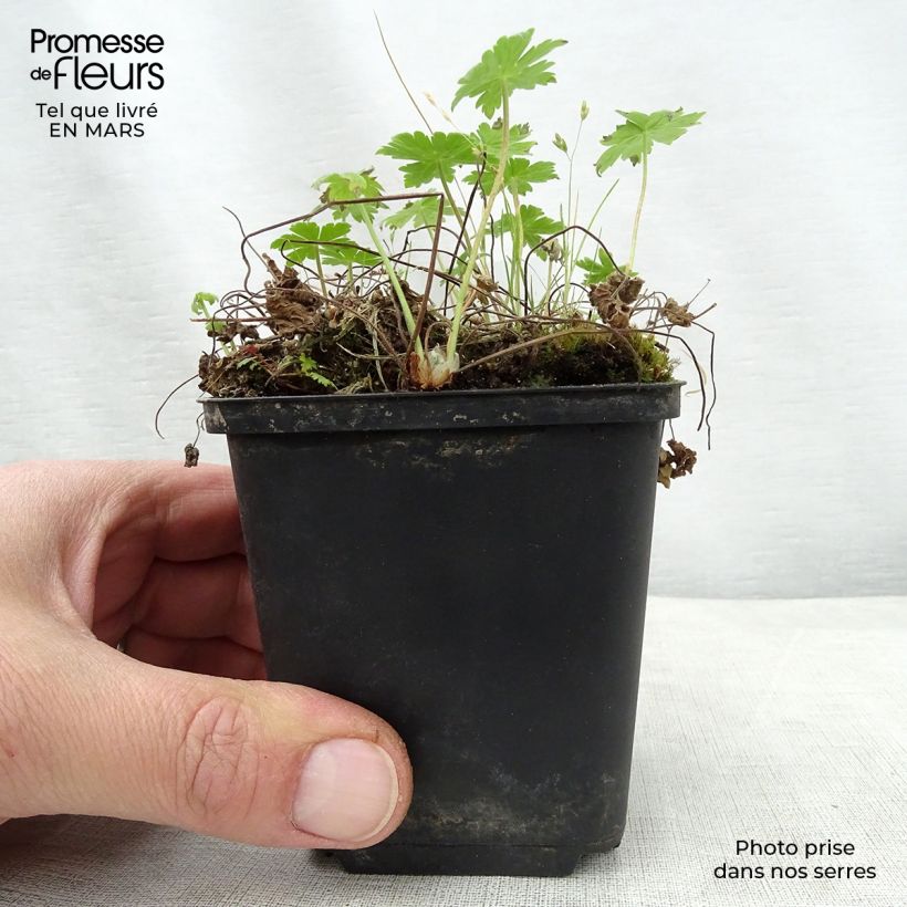 Geranio phaeum var lividum - Geranio vivaz Maceta de 8/9 cm Ejemplar entregado en la primavera