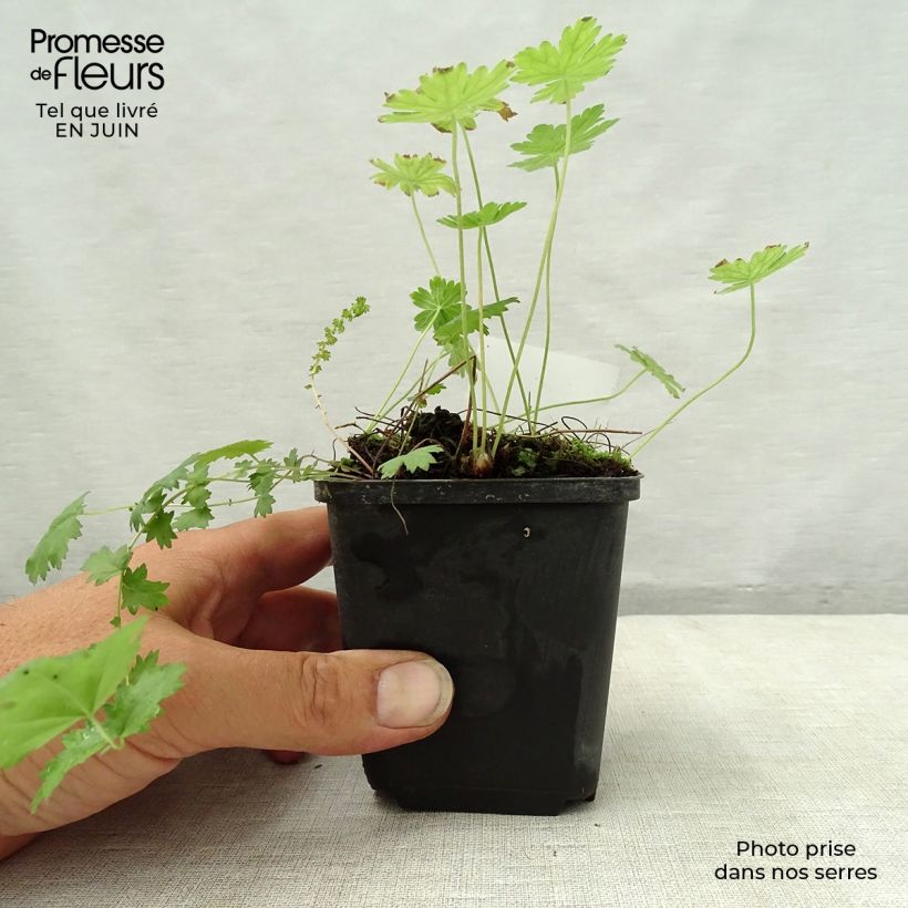 Ejemplar de Geranio phaeum var lividum - Geranio vivaz Maceta de 8/9 cm entregado en verano