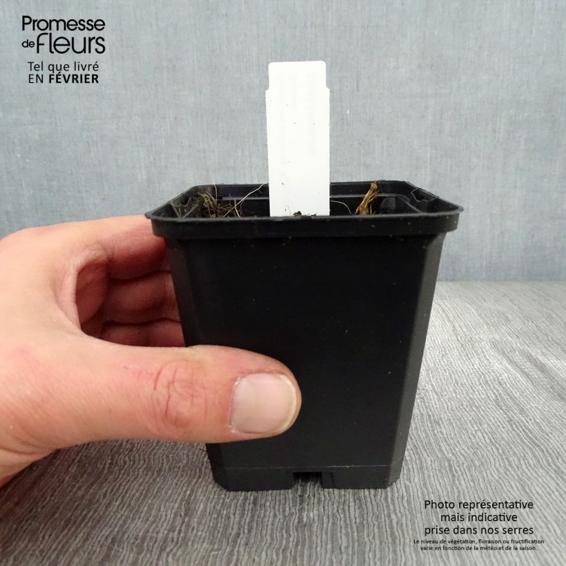 Geranio de prado Algera Double - Geranium pratense Maceta de 8/9 cm Ejemplar entregado en invierno