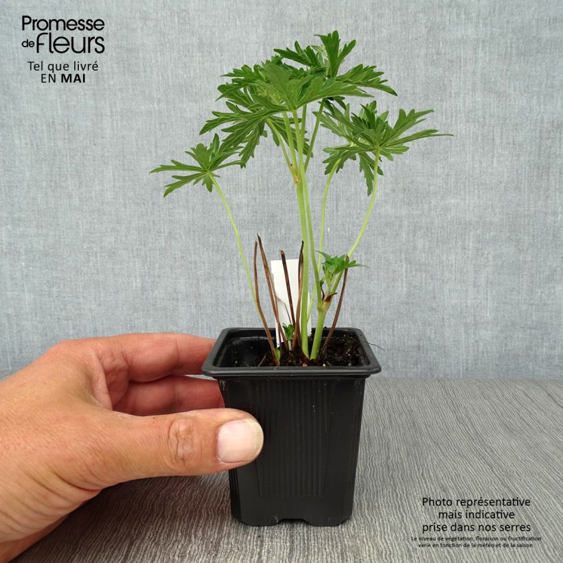 Geranio de prado Algera Double - Geranium pratense Maceta de 8/9 cm Ejemplar entregado en la primavera