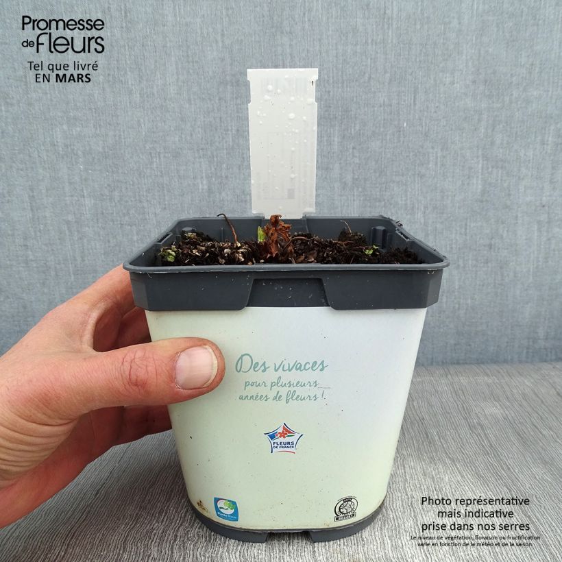 Geranio de prado Algera Double - Geranium pratense Maceta 2L/3L Ejemplar entregado en invierno