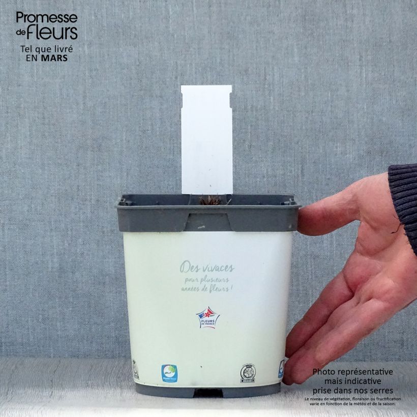 Geranio de prado Algera Double - Geranium pratense Maceta 2L/3L Ejemplar entregado en la primavera