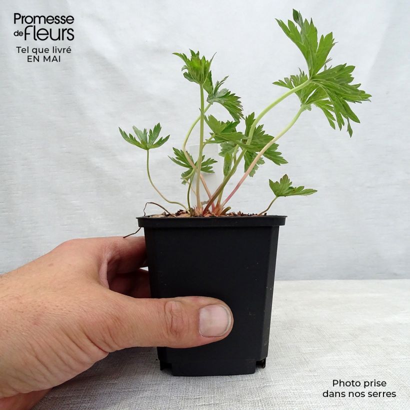 Geranio de prado Cloud Nine - Geranium pratense Maceta de 8/9 cm Ejemplar entregado en la primavera