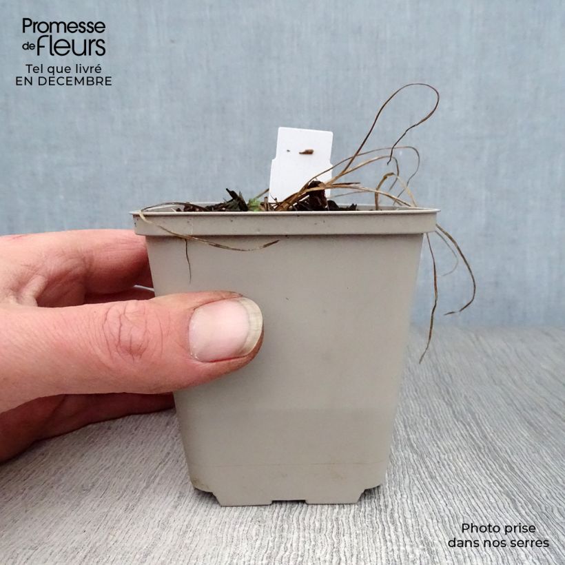 Geranio de prado Cloud Nine - Geranium pratense Maceta de 8/9 cm Ejemplar entregado en invierno