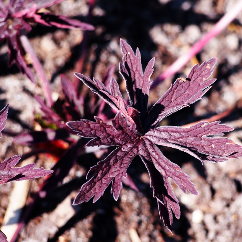 Geranio de prado Dark Reiter - Geranium pratense (Follaje)