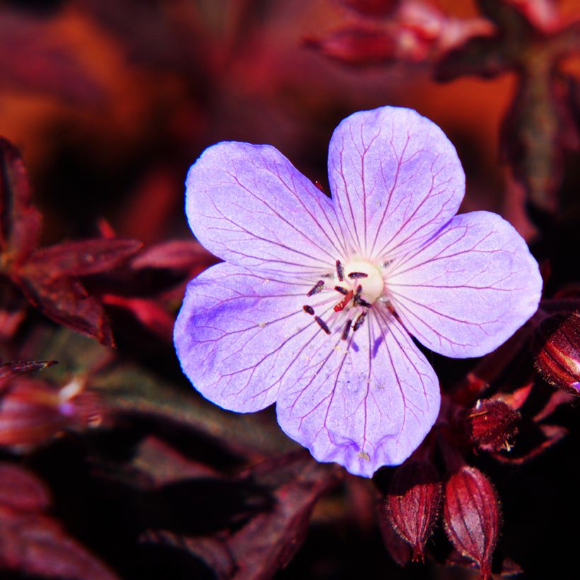 Geranio de prado Dark Reiter - Geranium pratense (Floración)