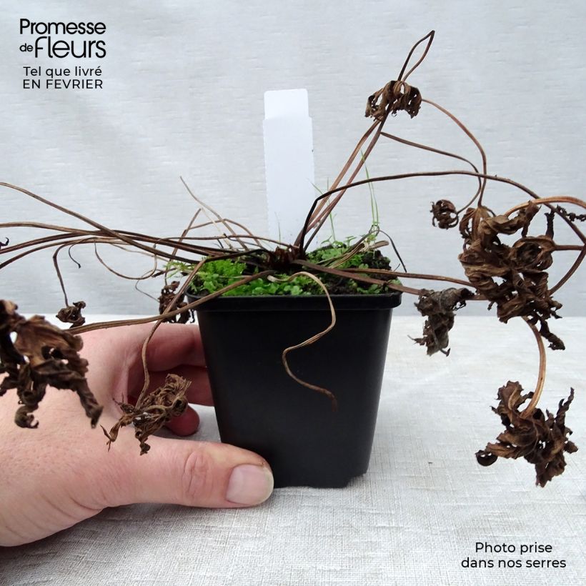 Geranio de prado Galactic - Geranium pratense Maceta de 8/9 cm Ejemplar entregado en invierno