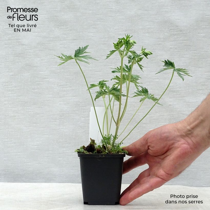 Geranio de prado Galactic - Geranium pratense Maceta de 8/9 cm Ejemplar entregado en la primavera