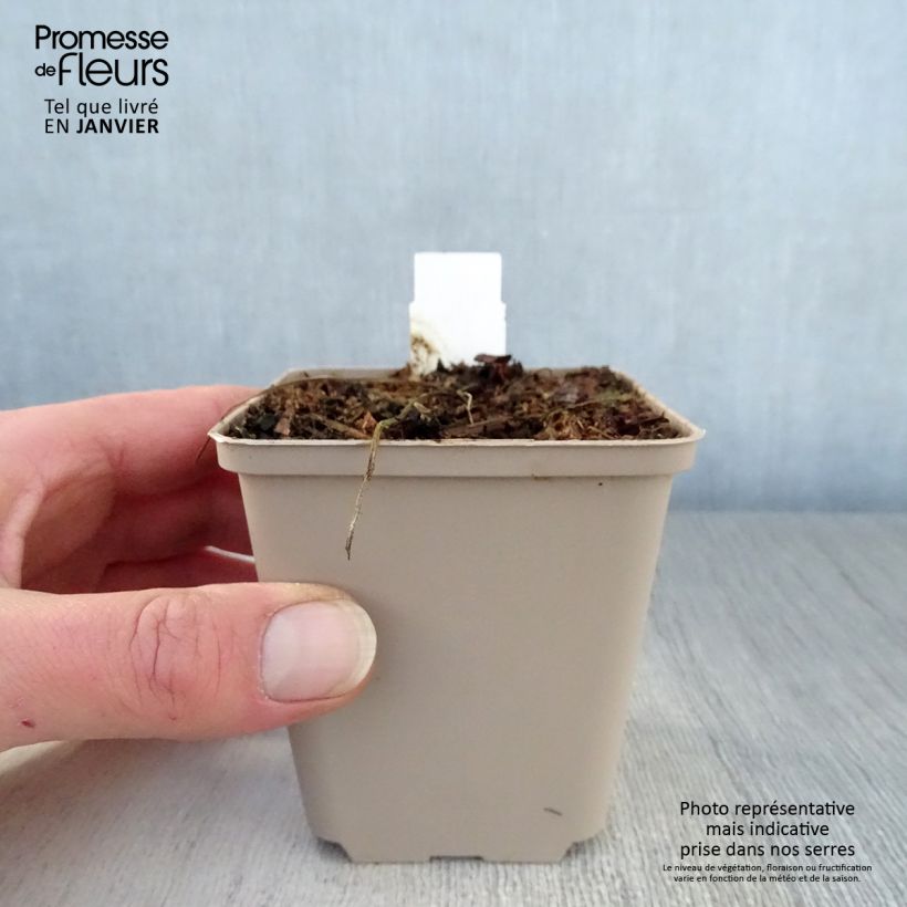 Geranio de prado Hocus Pocus - Geranium pratense Maceta de 8/9 cm Ejemplar entregado en invierno