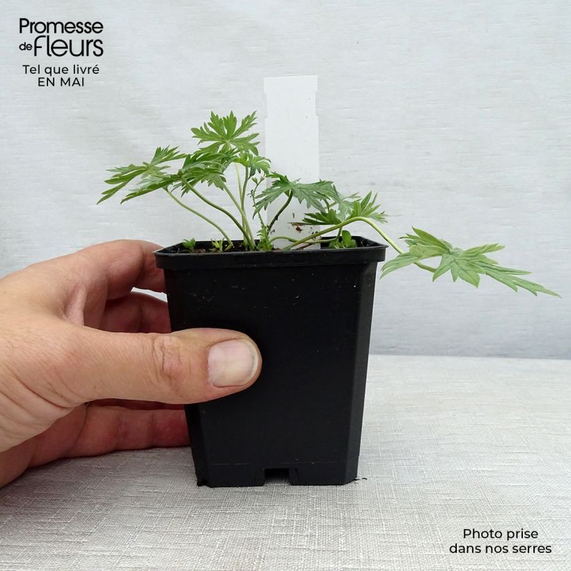 Geranio de prado Laura - Geranium pratense Maceta de 8/9 cm Ejemplar entregado en la primavera