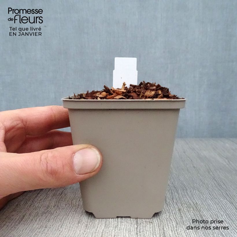 Geranio de prado Laura - Geranium pratense Maceta de 8/9 cm Ejemplar entregado en invierno