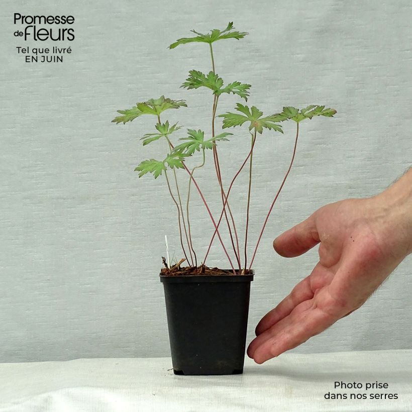 Ejemplar de Geranio de prado Marshmallow - Geranium pratense Maceta de 8/9 cm entregado en verano