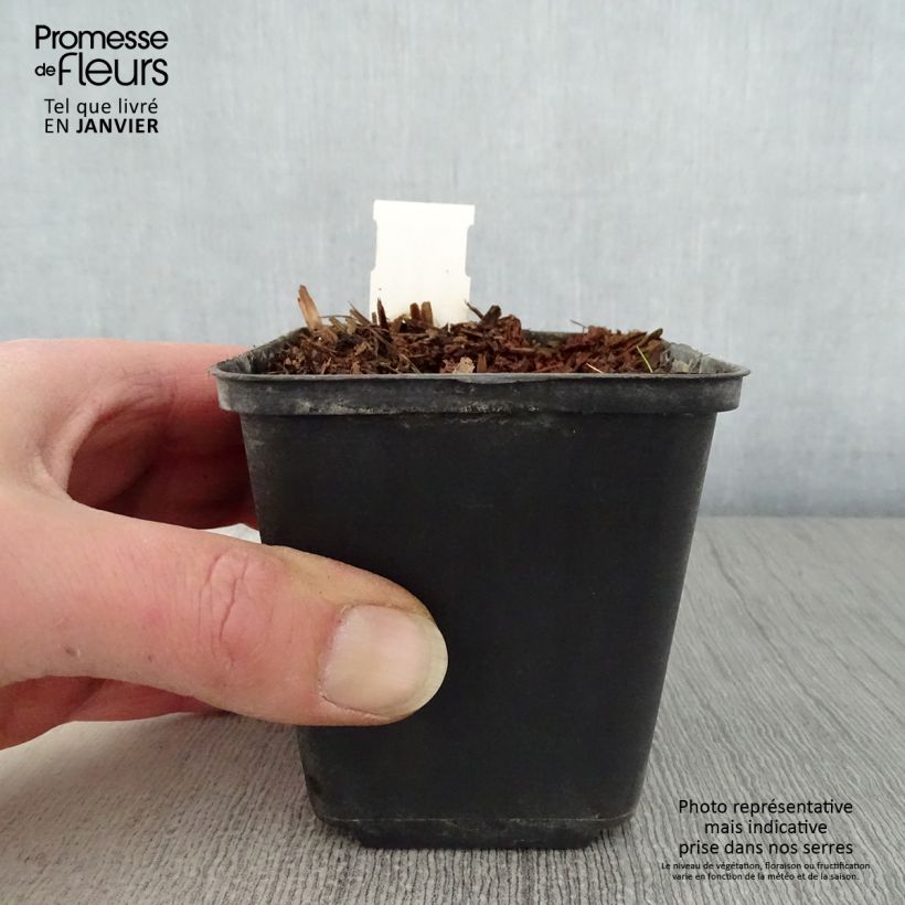 Geranio de prado Marshmallow - Geranium pratense Maceta de 8/9 cm Ejemplar entregado en invierno