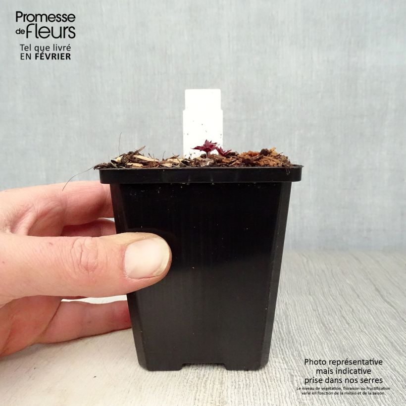 Geranio de prado Midnight Reiter - Geranium pratense Maceta de 8/9 cm Ejemplar entregado en invierno