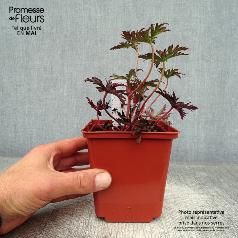 Geranio de prado Midnight Reiter - Geranium pratense Maceta de 8/9 cm Ejemplar entregado en la primavera