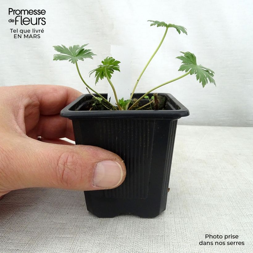 Geranio de prado Mrs Kendall Clark - Geranium pratense Maceta de 8/9 cm Ejemplar entregado en la primavera