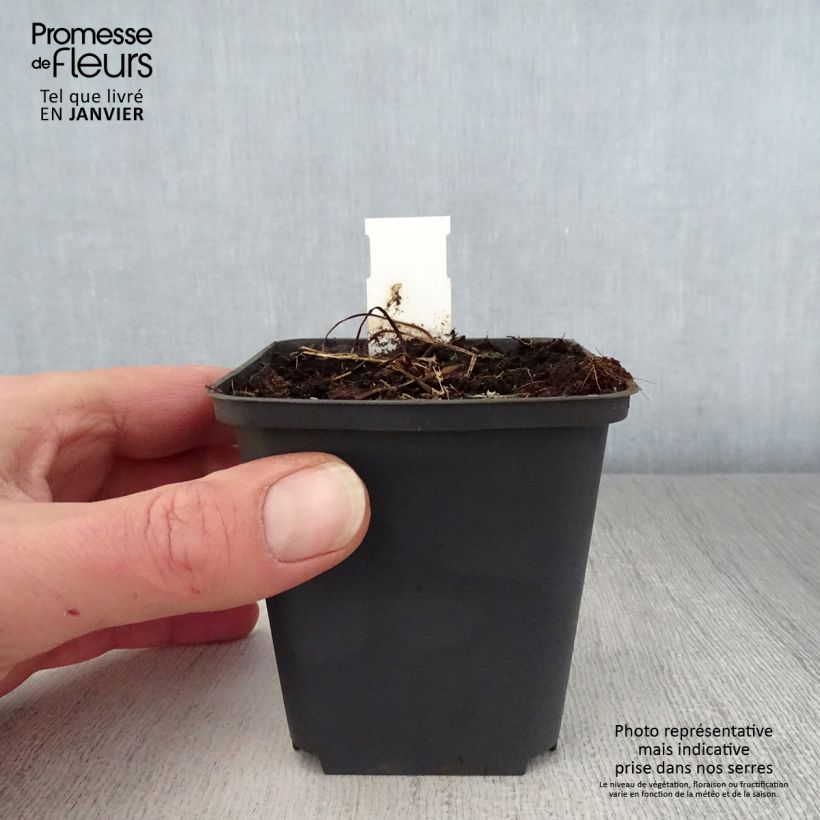 Geranio de prado Mrs Kendall Clark - Geranium pratense Maceta de 8/9 cm Ejemplar entregado en invierno