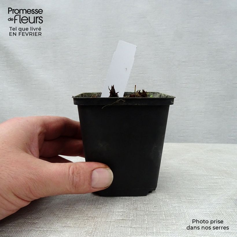 Geranio de prado New Dimensions - Geranium pratense Maceta de 8/9 cm Ejemplar entregado en invierno