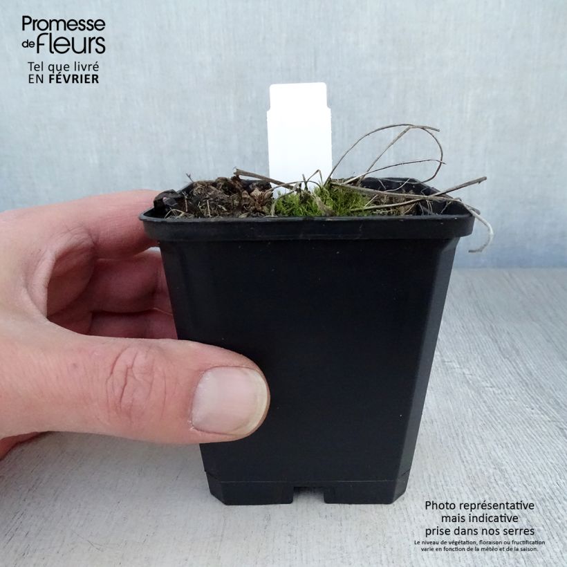 Geranio de prado Plenum Album - Geranium pratense Maceta de 8/9 cm Ejemplar entregado en invierno