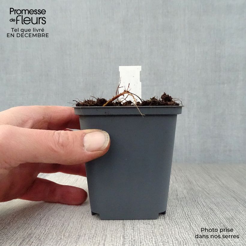 Geranio de prado Splish Splash - Geranium pratense Maceta de 8/9 cm Ejemplar entregado en invierno