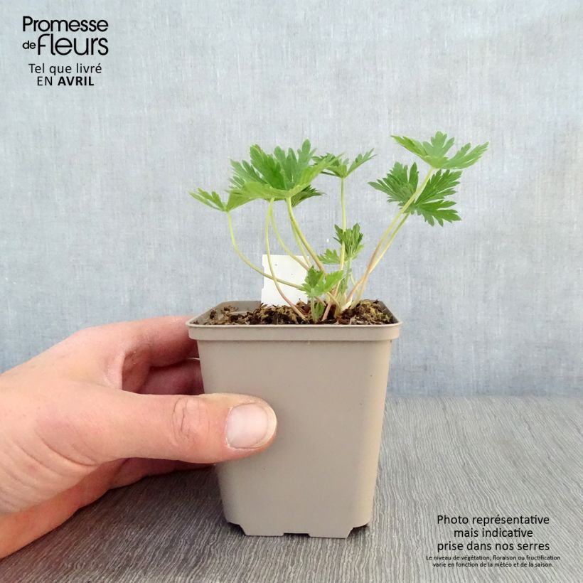 Geranio de prado Splish Splash - Geranium pratense Maceta de 8/9 cm Ejemplar entregado en la primavera