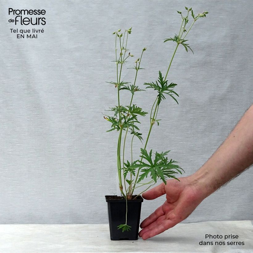 Geranio de prado Summer Skies - Geranium pratense Maceta de 8/9 cm Ejemplar entregado en la primavera