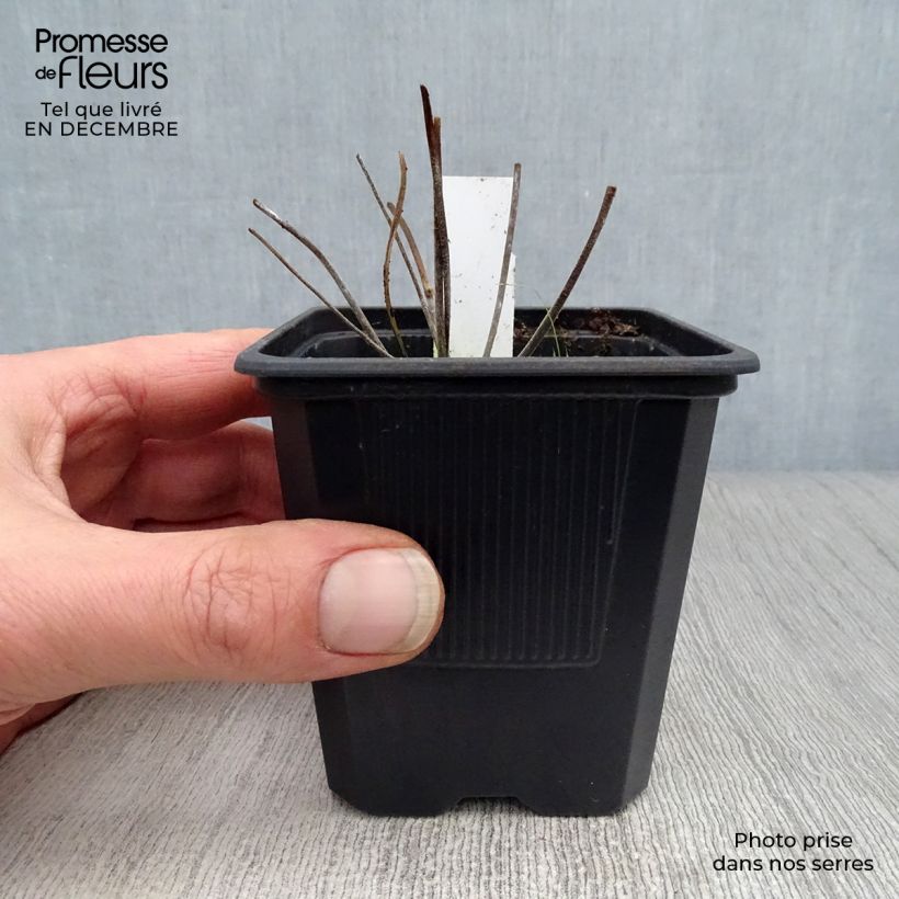 Geranio de prado Summer Skies - Geranium pratense Maceta de 8/9 cm Ejemplar entregado en invierno