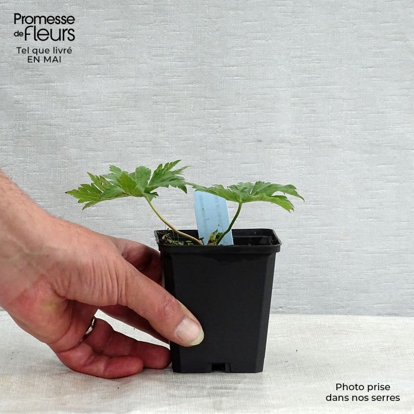 Geranio psilostemon - Geranio vivaz Maceta de 8/9 cm Ejemplar entregado en la primavera