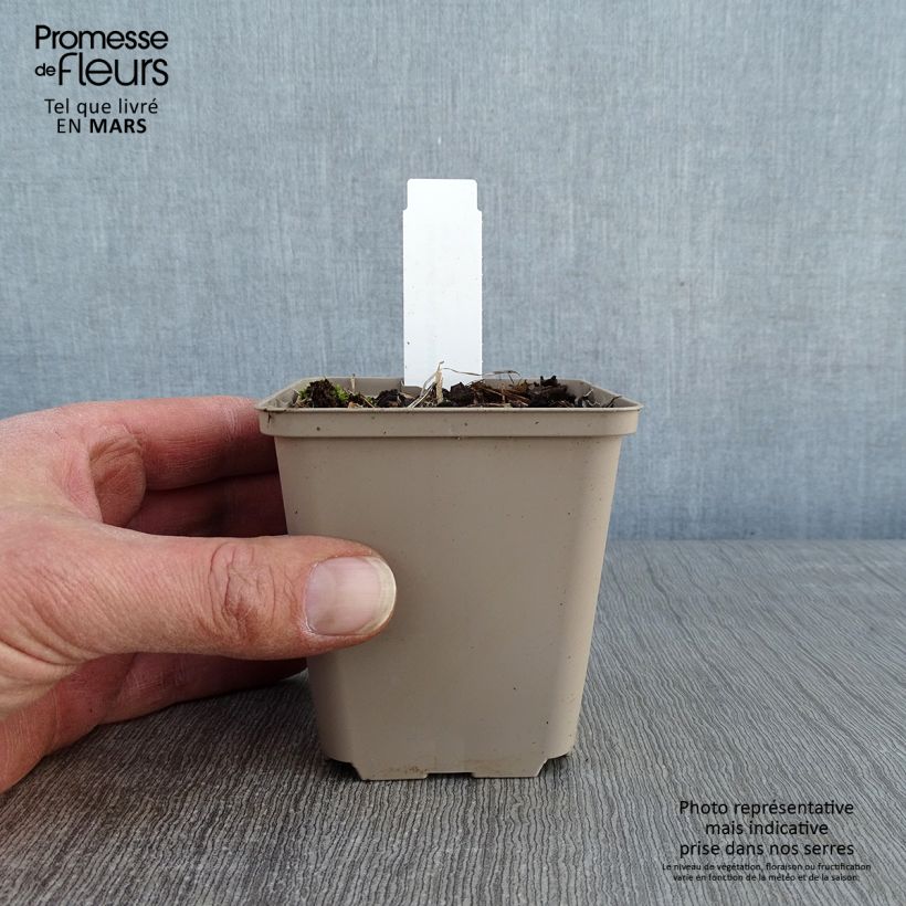 Geranio psilostemon Bressingham Flair - Geranio vivaz Maceta de 8/9 cm Ejemplar entregado en invierno