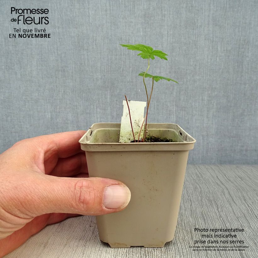 Ejemplar de Geranio psilostemon - Geranio vivaz Maceta de 8/9 cm entregado en otoño