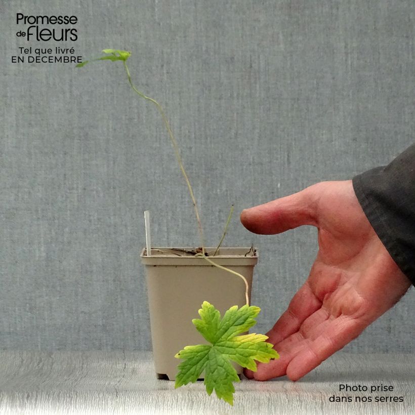 Geranio psilostemon - Geranio vivaz Maceta de 8/9 cm Ejemplar entregado en invierno