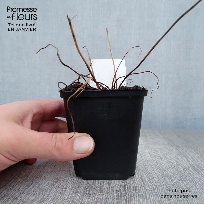 Geranio psilostemon JS Ma Tu Vu - Geranio vivaz Maceta de 8/9 cm Ejemplar entregado en invierno