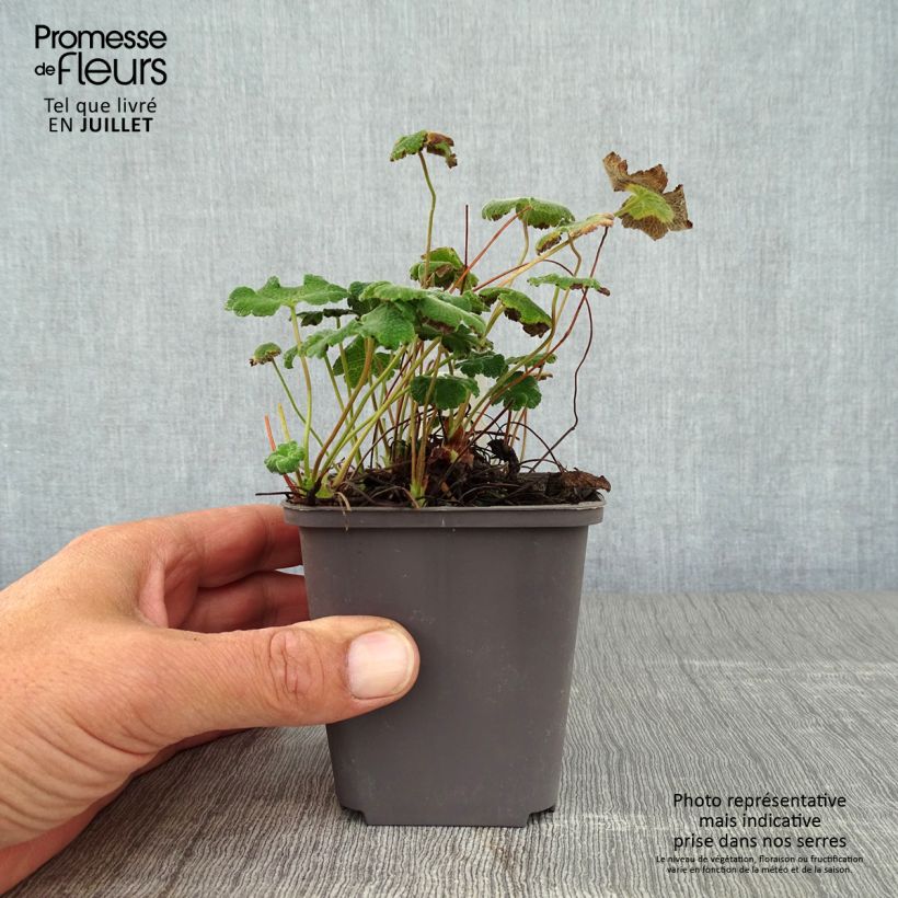 Ejemplar de Geranio renardii - Geranio vivaz Maceta de 8/9 cm entregado en verano