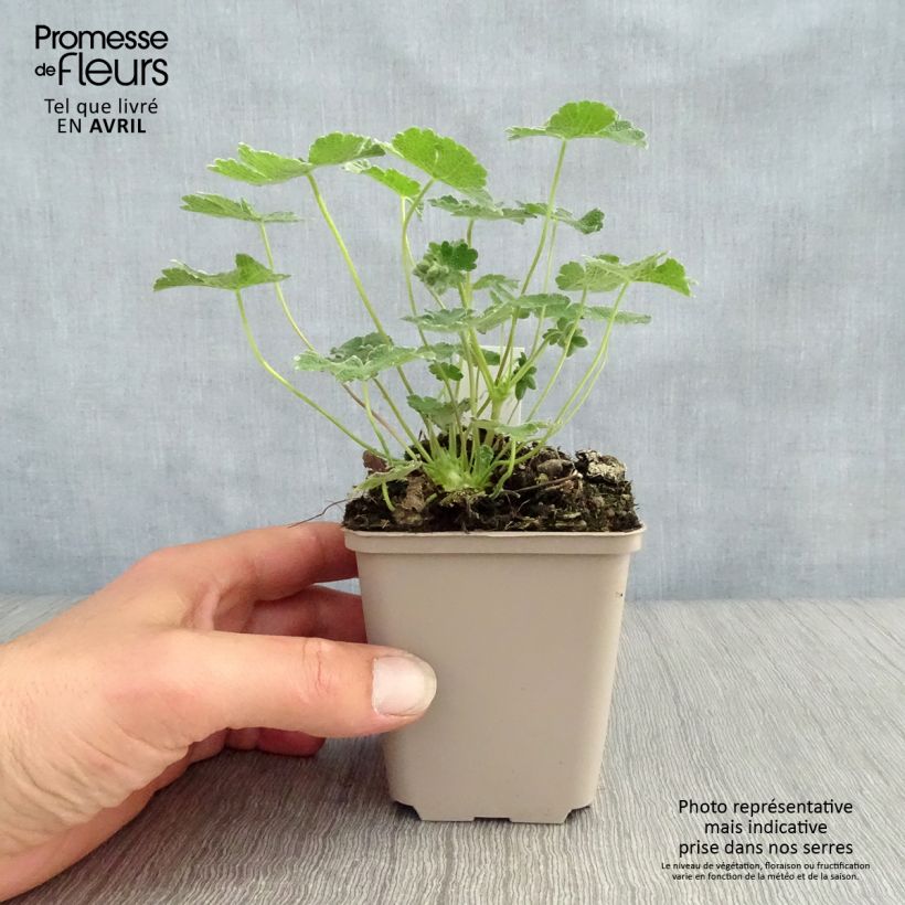 Geranio renardii - Geranio vivaz Maceta de 8/9 cm Ejemplar entregado en la primavera