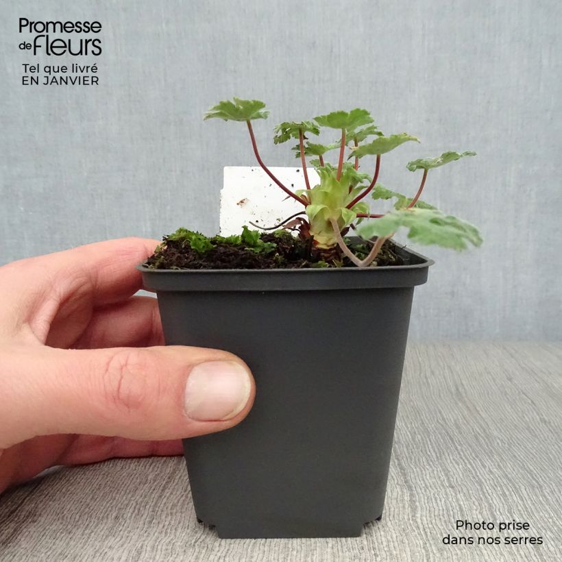 Geranio renardii Tcschelda - Geranio vivaz Maceta de 8/9 cm Ejemplar entregado en invierno