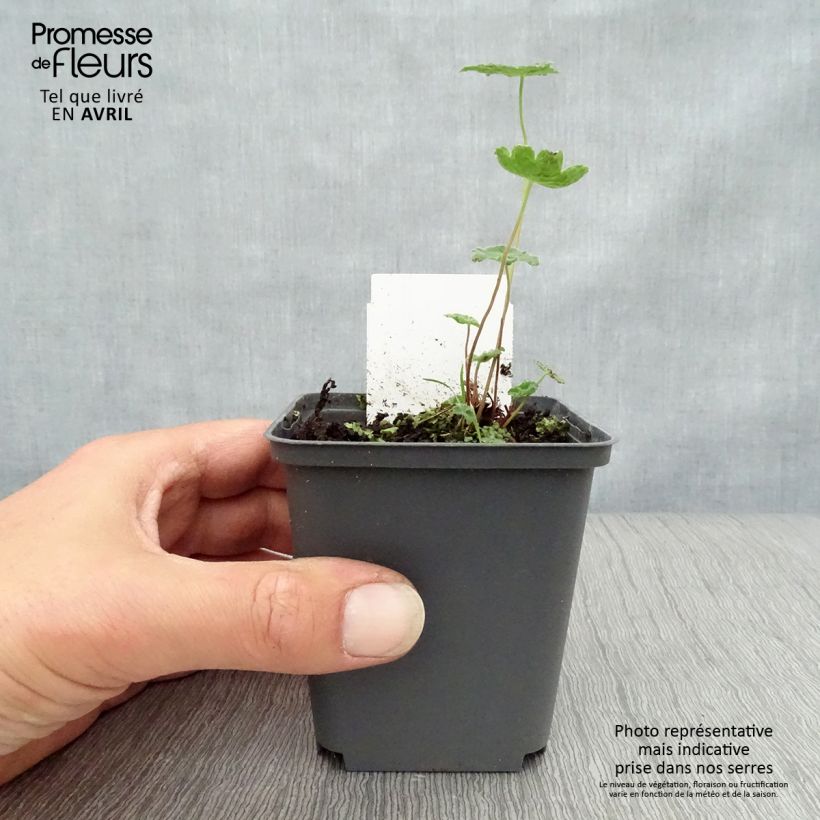 Geranio renardii Tcschelda - Geranio vivaz Maceta de 8/9 cm Ejemplar entregado en la primavera