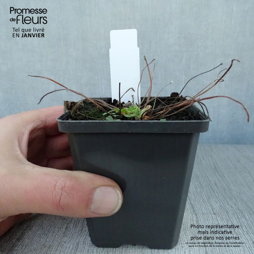 Geranio renardii Zetterlund - Geranio vivaz Maceta de 8/9 cm Ejemplar entregado en invierno