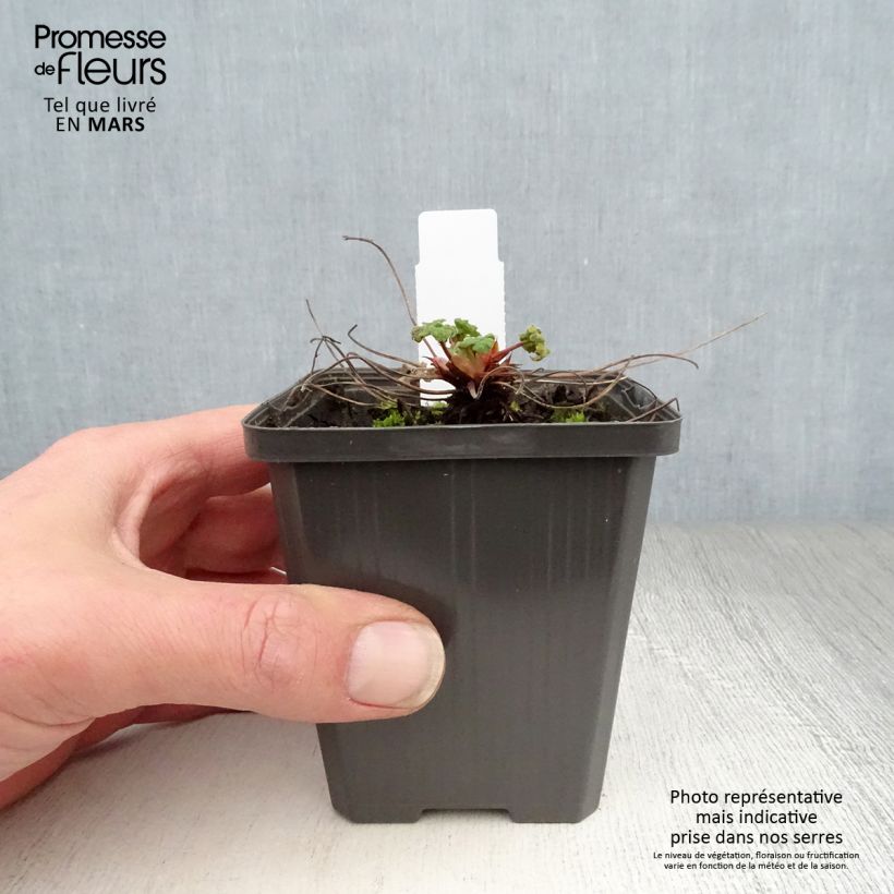 Geranio renardii Zetterlund - Geranio vivaz Maceta de 8/9 cm Ejemplar entregado en la primavera