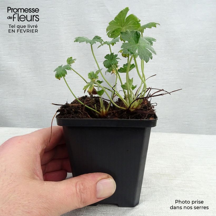 Geranio riversleaianum Mavis Simpson - Geranio vivaz Maceta de 8/9 cm Ejemplar entregado en invierno