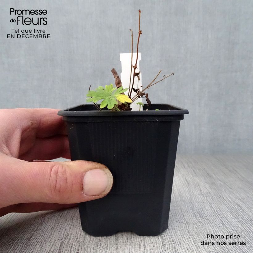 Geranio de sangre Album - Geranium sanguineum Maceta de 8/9 cm Ejemplar entregado en invierno