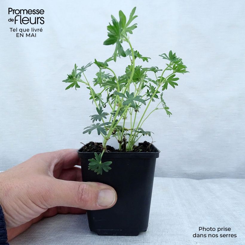 Geranio de sangre Album - Geranium sanguineum Maceta de 8/9 cm Ejemplar entregado en la primavera