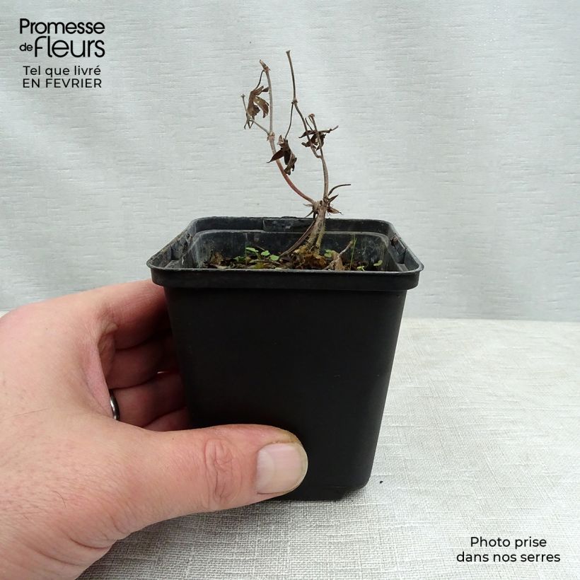 Geranio de sangre Aviemore - Geranium sanguineum Maceta de 8/9 cm Ejemplar entregado en invierno