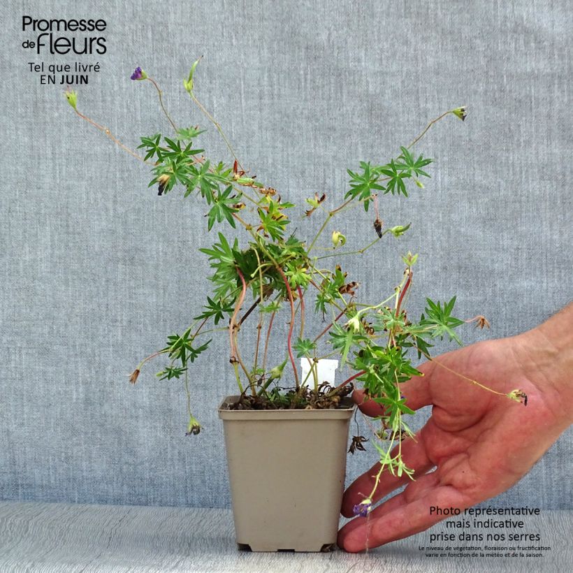 Ejemplar de Geranio de sangre Aviemore - Geranium sanguineum Maceta de 8/9 cm entregado en verano