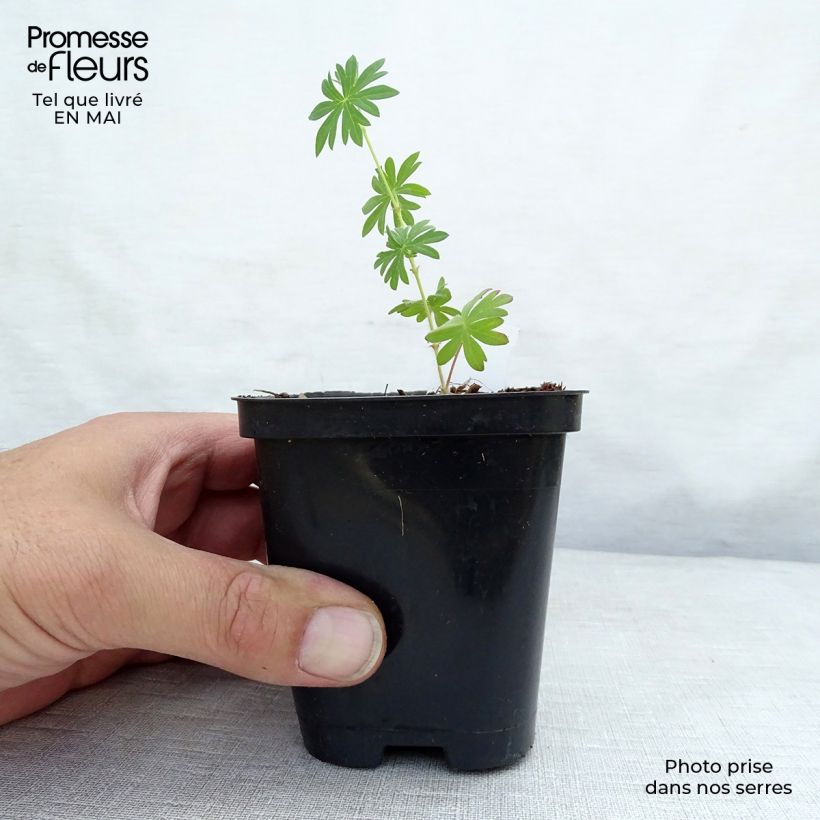 Geranio de sangre Compactum - Geranium sanguineum Maceta de 8/9 cm Ejemplar entregado en la primavera