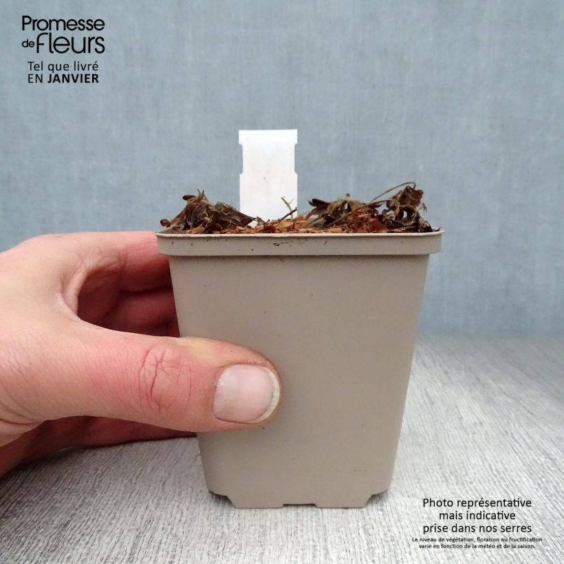 Geranio de sangre Compactum - Geranium sanguineum Maceta de 8/9 cm Ejemplar entregado en invierno