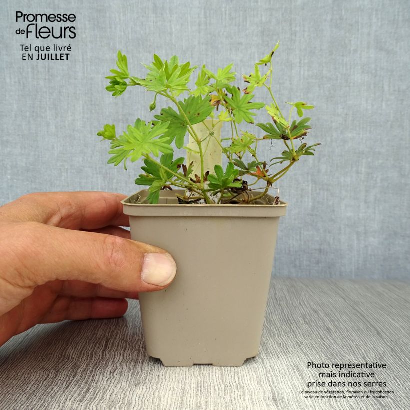 Ejemplar de Geranio de sangre Elke - Geranium sanguineum Maceta de 8/9 cm entregado en verano
