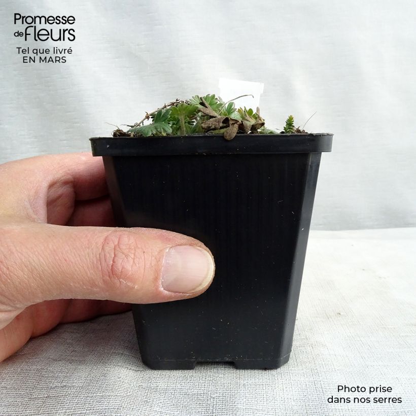 Geranio de sangre Elke - Geranium sanguineum Maceta de 8/9 cm Ejemplar entregado en invierno