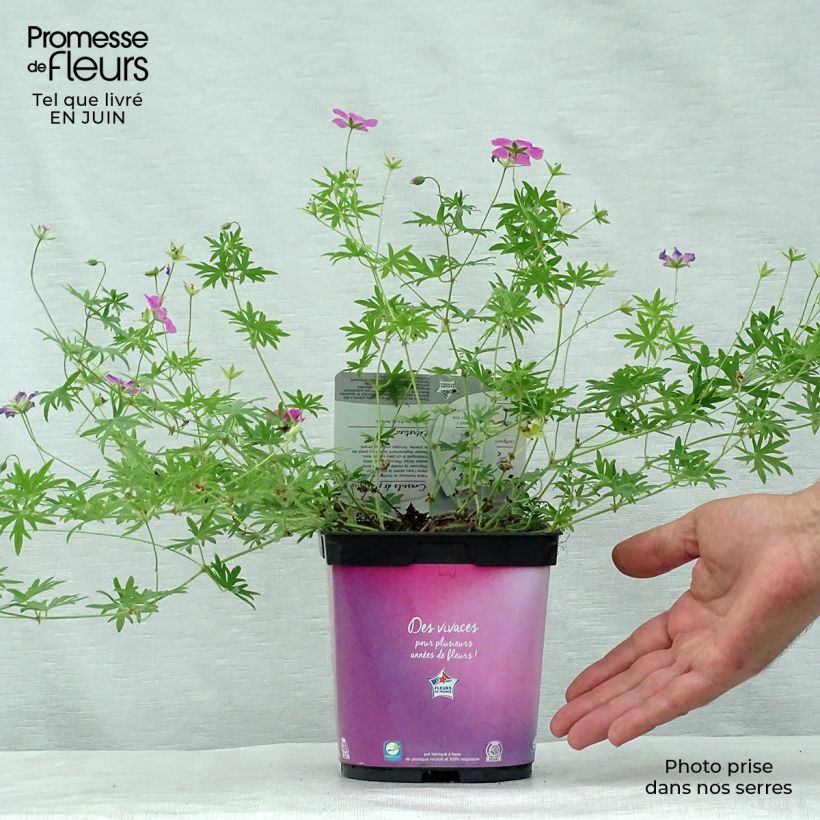 Ejemplar de Geranio de sangre Elke - Geranium sanguineum Maceta 2L/3L entregado en verano